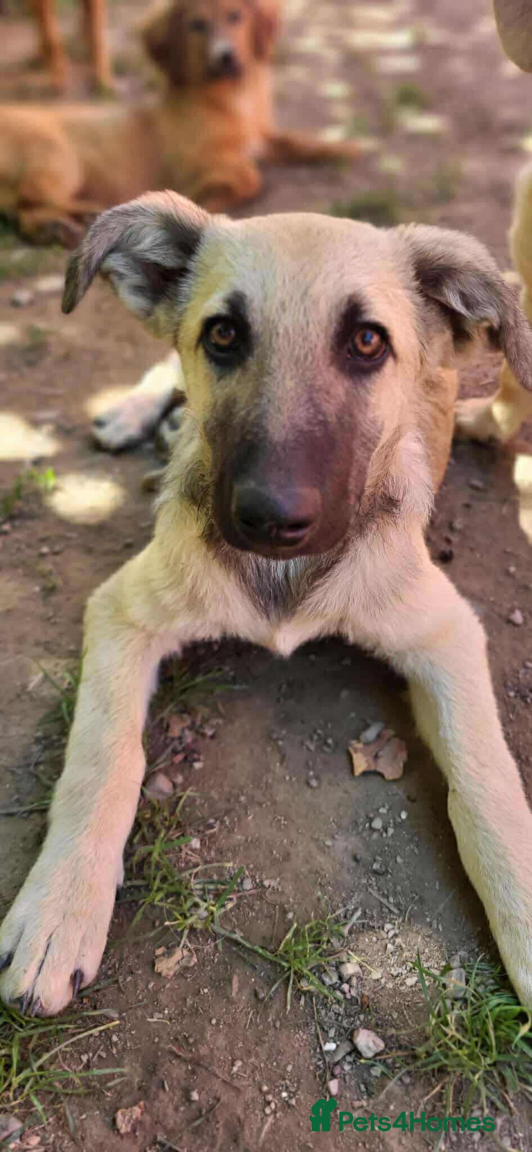 Mixed Breed dogs for adoption: MITZI-loving/ friendly / sociable / affectionate  - Image 2