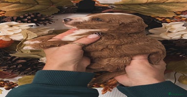 Cockapoo dogs Cockapoo puppies  - Advert 1