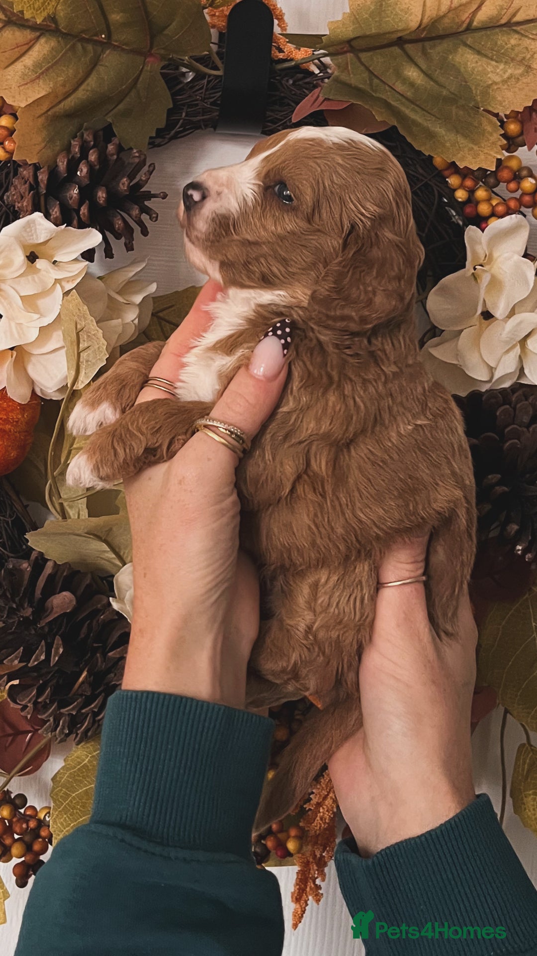 Cockapoo dogs for sale: Cockapoo puppies  - Advert 2