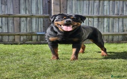 Rottweiler dogs for sale: Rottweiler  - Image 3