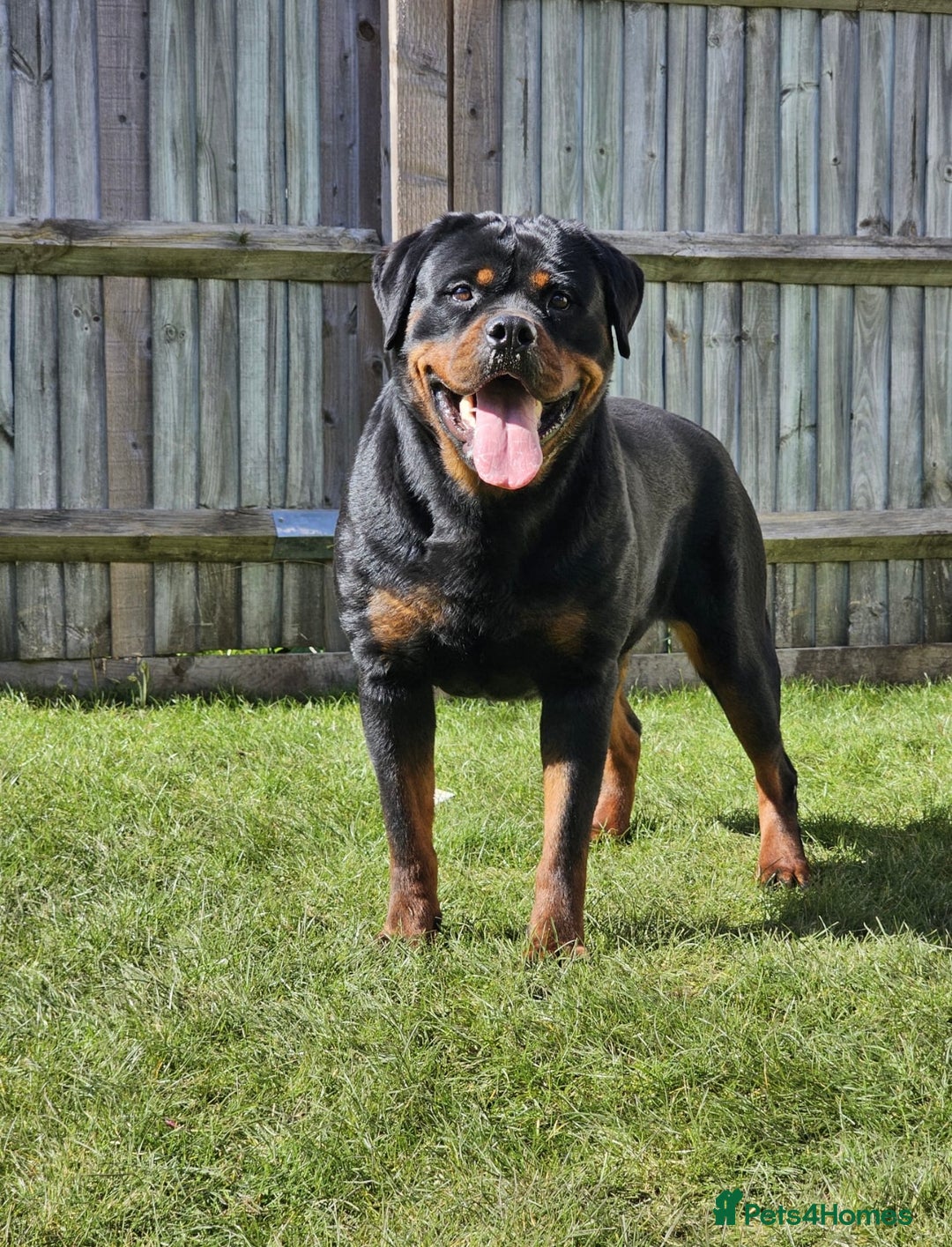Rottweiler dogs for sale: Rottweiler  - Image 3