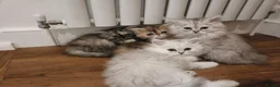 Persian cats for sale: Persian kittens  in Stoke-on-Trent - Advert 22