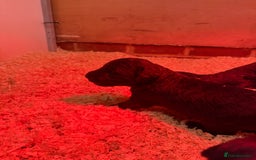 Mixed Breed dogs for sale: Bedlington x whippet Lurcher pups - Image 20