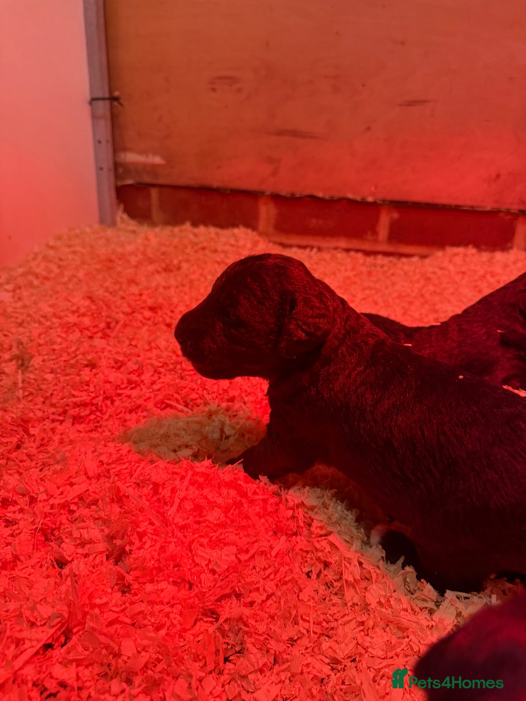 Mixed Breed dogs for sale: Bedlington x whippet Lurcher pups - Image 20