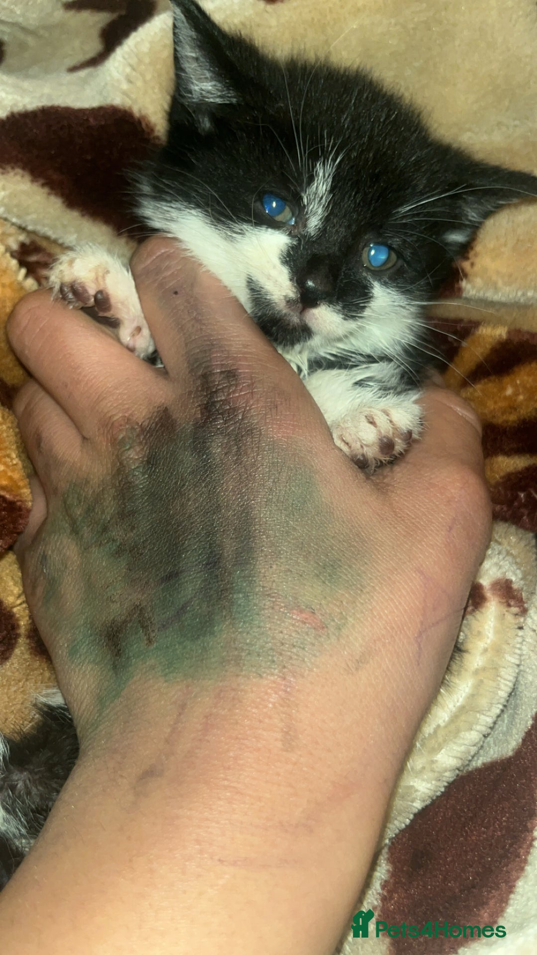 Mixed Breed cats for sale: Cute mixed colored kittens - Advert 4