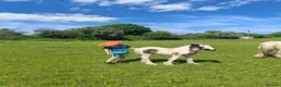 Irish Cob horses for sale: Mini cob filly foal - Advert 6