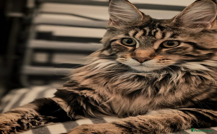 Maine Coon cats - Advert 16