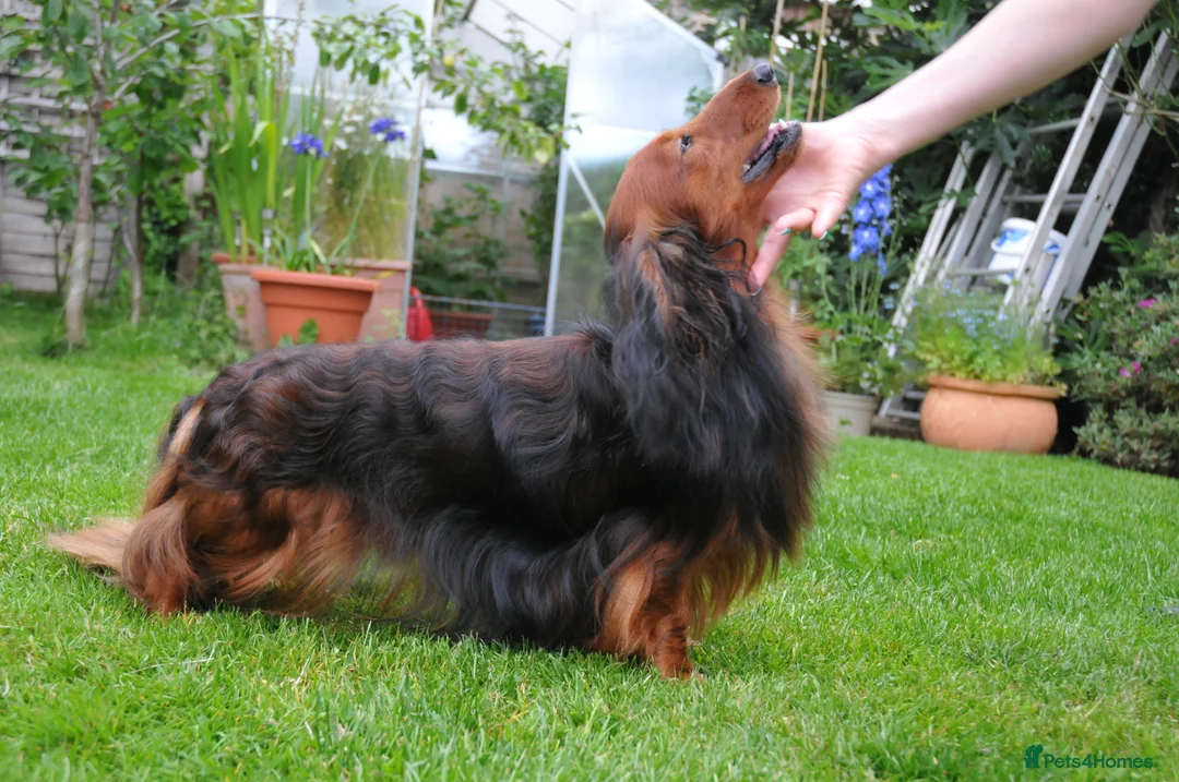Miniature Dachshund dogs for stud: Miniature Long Haired Dachshund Pra 1 Clear KC reg in Peterborough - Advert 4