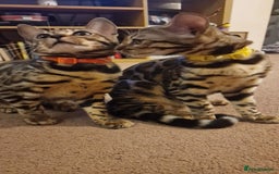 Bengal cats for sale:  🌟 Stunning Bengal Kittens  🌟 🥰🥰 - Image 3