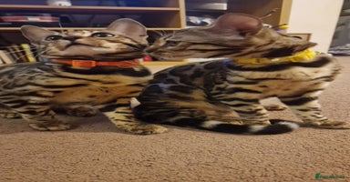 Bengal cats - Advert 3