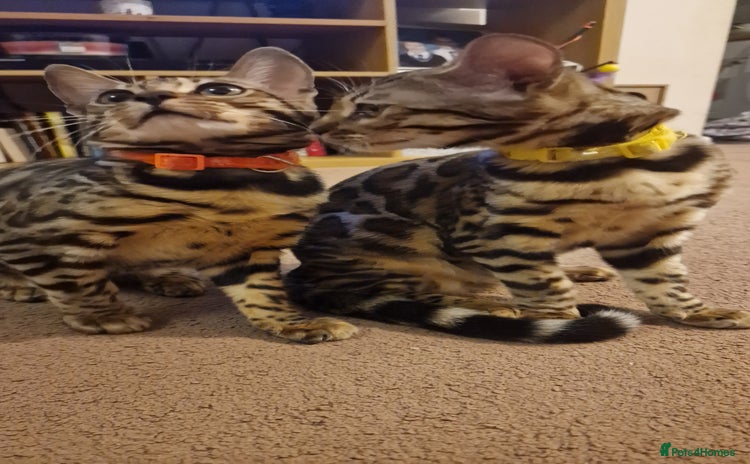 Bengal cats - Advert 3