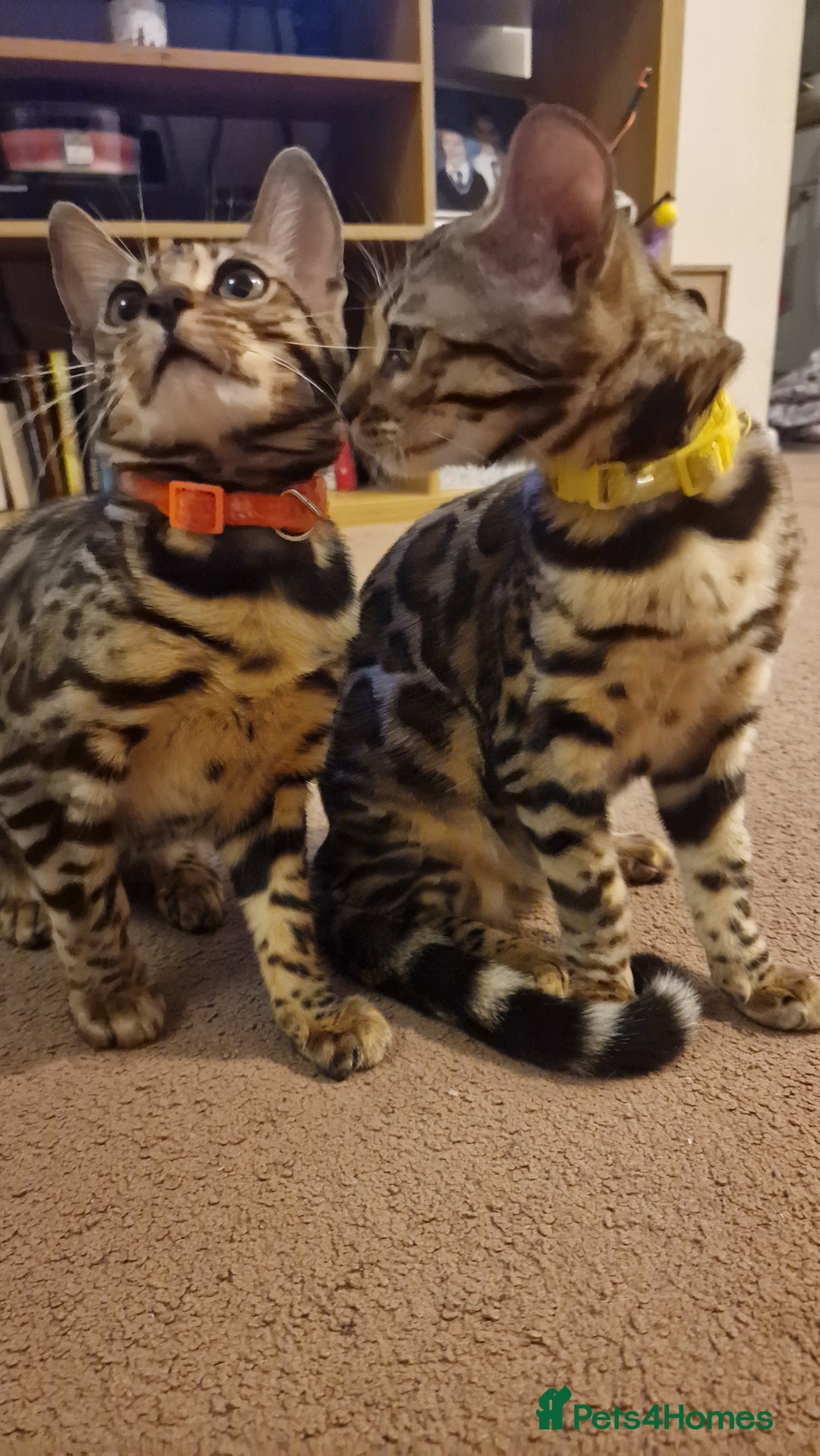Bengal cats for sale:  🌟 Stunning Bengal Kittens  🌟 🥰🥰 - Image 3