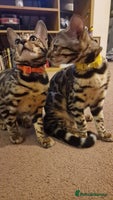 Bengal cats - Advert 8