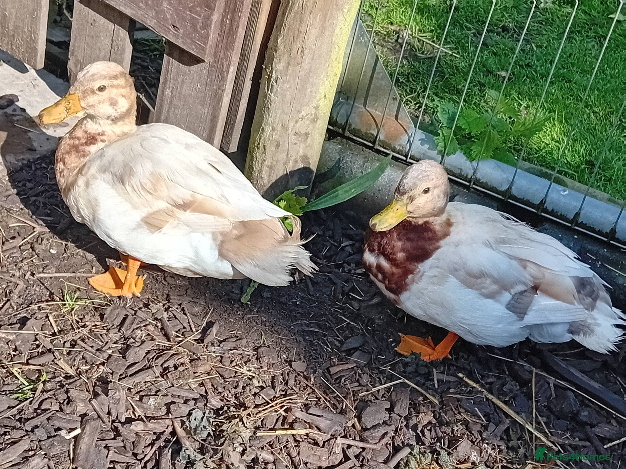 Ducks poultry for sale: Miniature Pet Drakes Looking for a Home Together - Advert 3