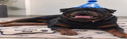 Rottweiler dogs for stud: NEW Rottweiler Stud - UK 🇬🇧 KC REG - LITTER DUE - Advert 1