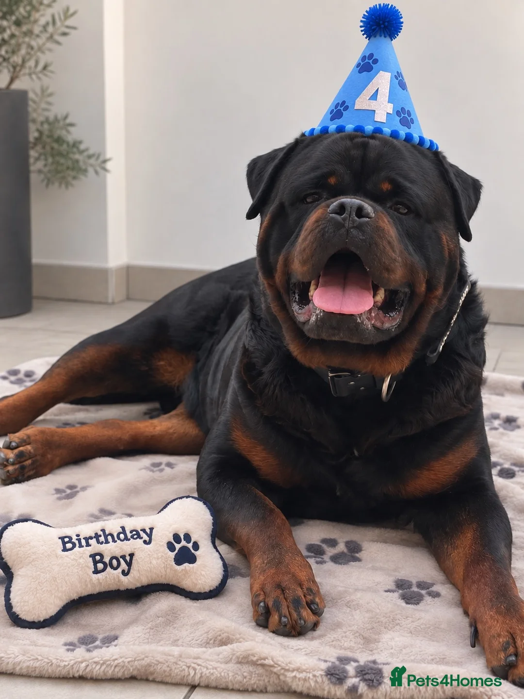Rottweiler dogs for stud: NEW Rottweiler Stud - UK 🇬🇧 KC REG - LITTER DUE - Advert 1