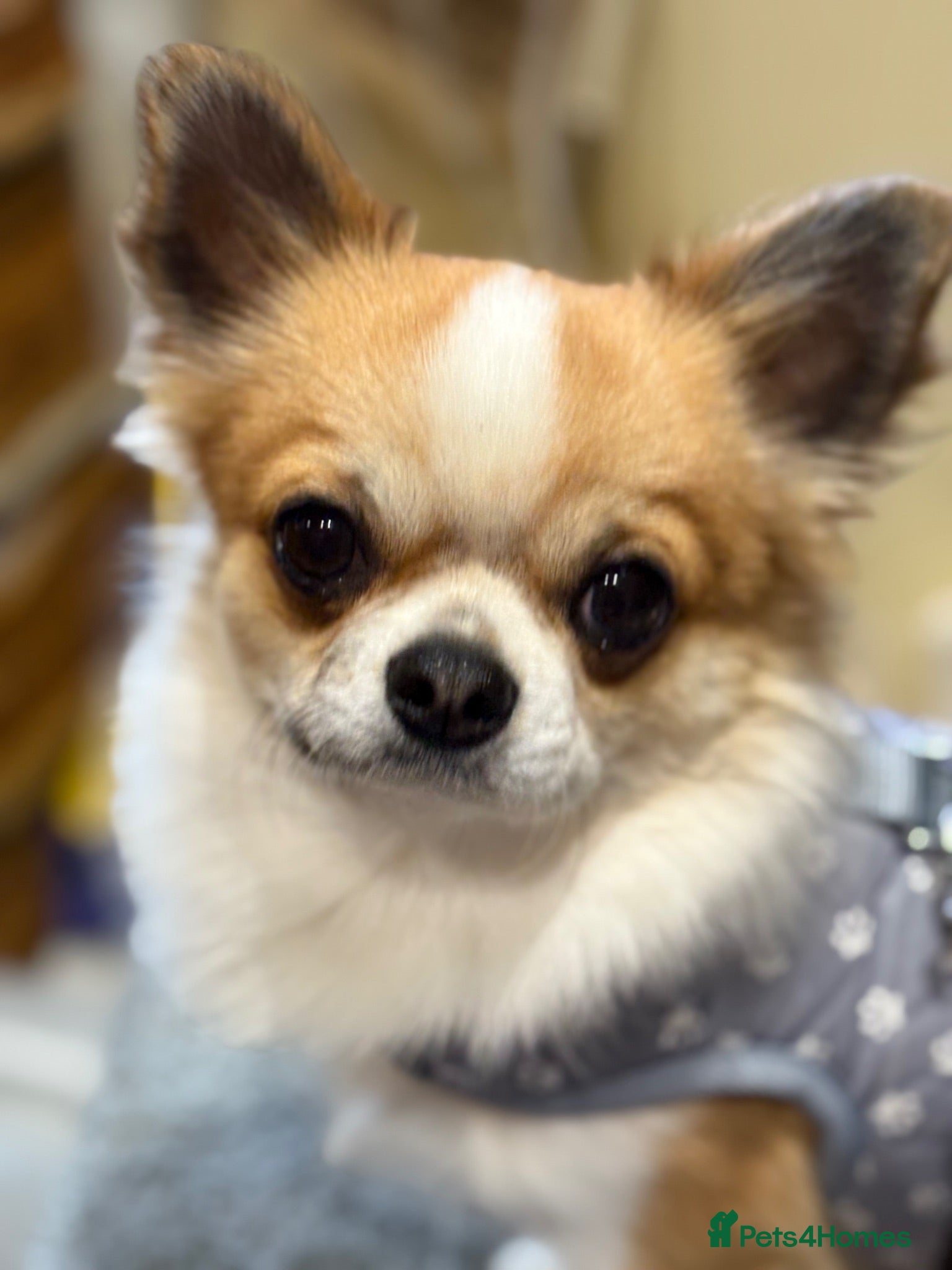 Chihuahua dogs Chihuahua Long haired - Advert 1