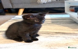 Domestic Shorthair cats for sale: two adorable black kittens ready for collection - Image 2