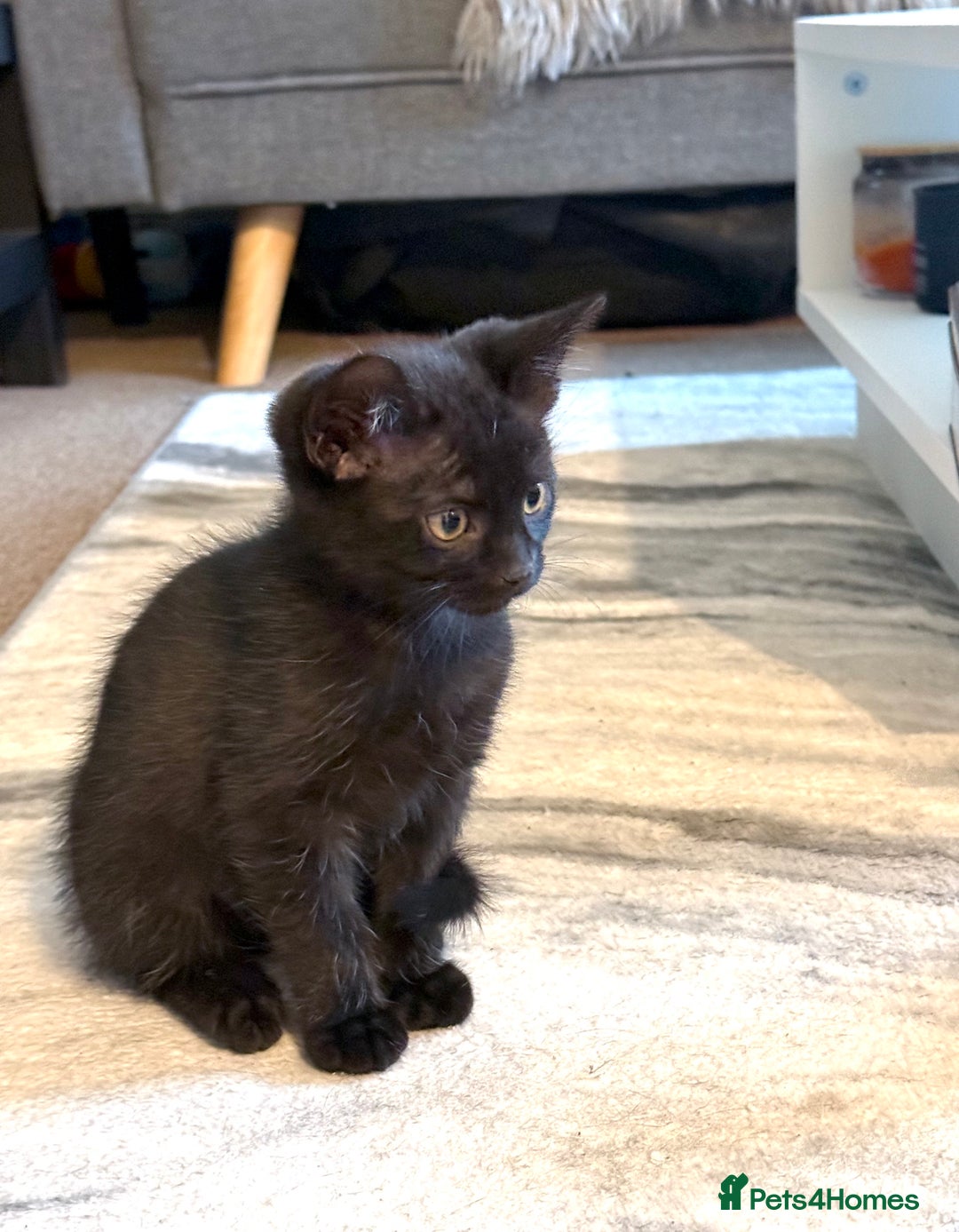 Domestic Shorthair cats for sale: two adorable black kittens ready for collection - Image 2