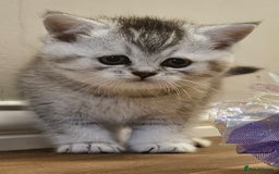 British Shorthair cats for sale: Pedigree British Shorthair Silver Kitten - Advert 1