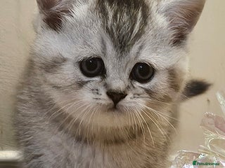 British Shorthair cats Pedigree British Shorthair Silver Kitten - Advert 1