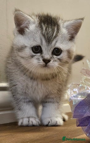 British Shorthair cats Pedigree British Shorthair Silver Kitten - Advert 2