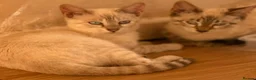 Bengal cats for sale: 2 Female Bengal x savannah kittens. in Rowley Regis - Advert 4