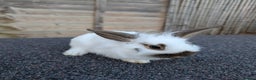 Mini Lop rabbits for sale: Minilop cross, buck  - Advert 1