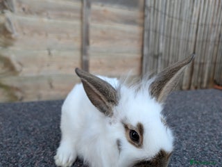 Mini Lop rabbits Minilop cross, buck - Advert 11