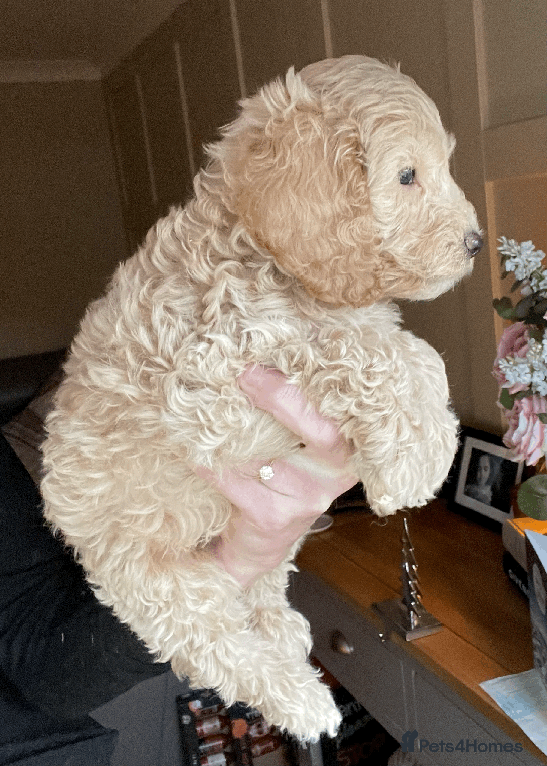 Cockapoo dogs for sale: F1b TOY COCKAPOO PUPS - DNA Health Tested!! - Advert 32