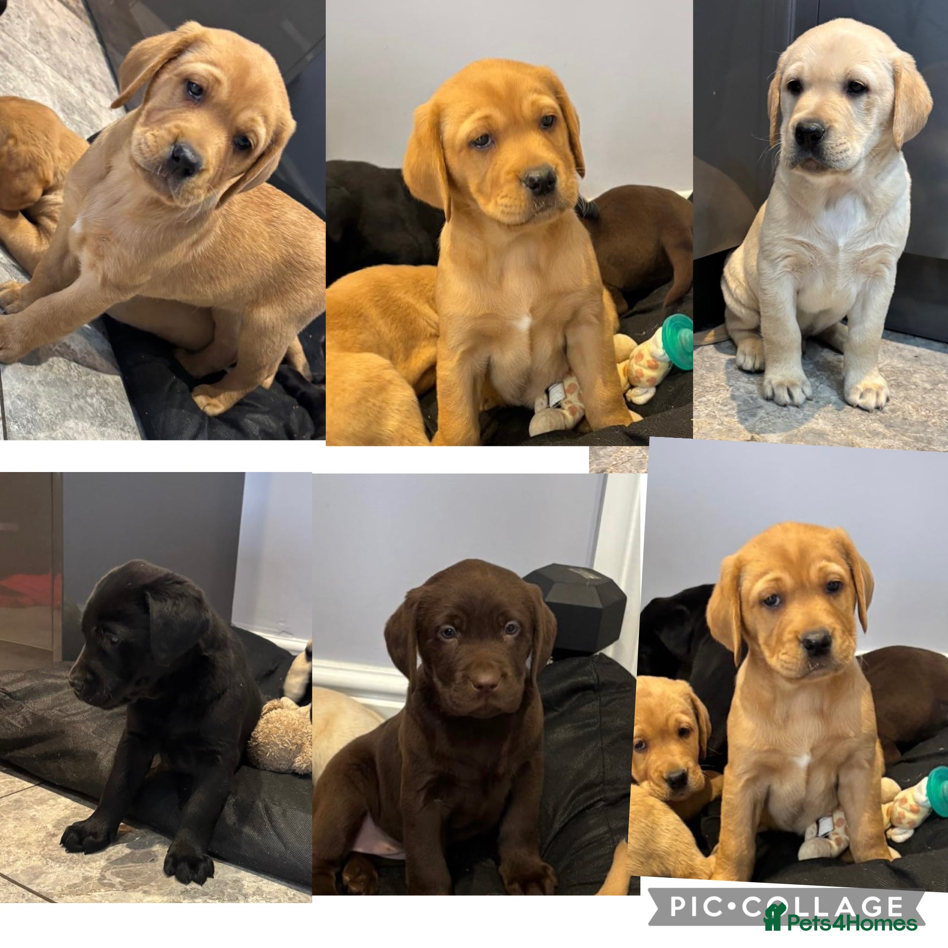 Labrador Retriever dogs Labrador puppies - Advert 1
