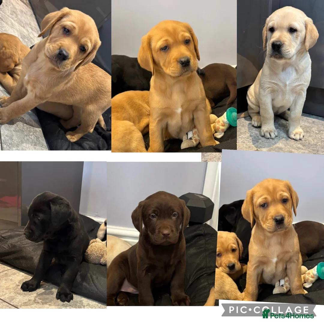 Labrador Retriever dogs for sale: Labrador puppies in Bishop Auckland - Advert 1