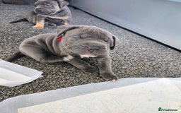 Mixed Breed dogs for sale: Staffy cross pups for sale  - Image 5
