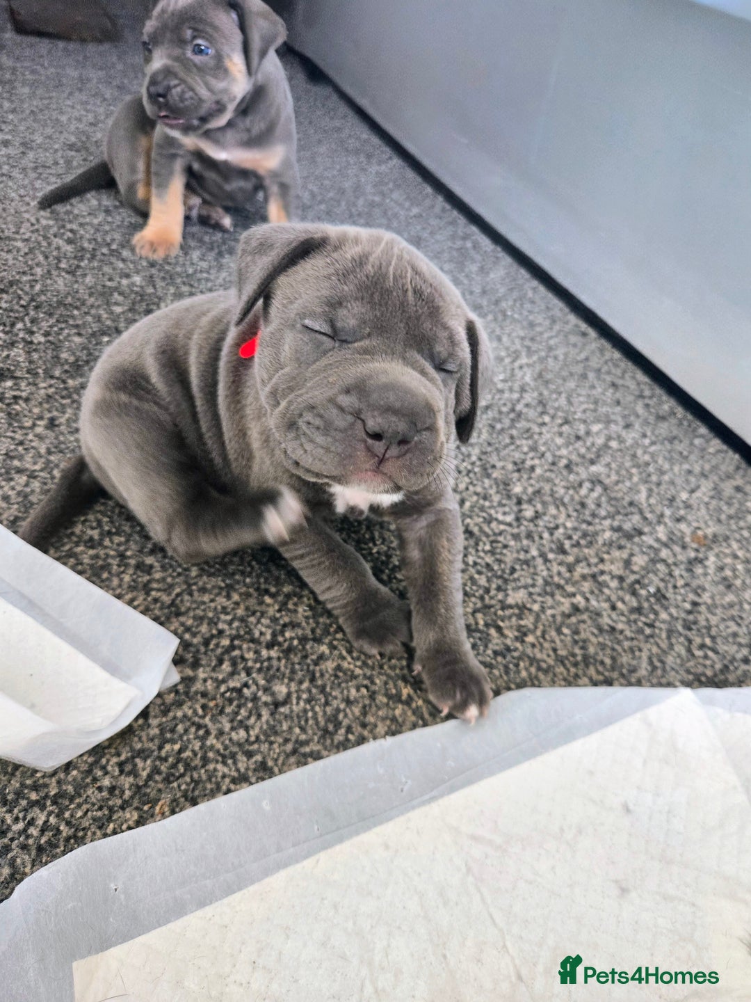 Mixed Breed dogs for sale: Staffy cross pups for sale  - Image 5