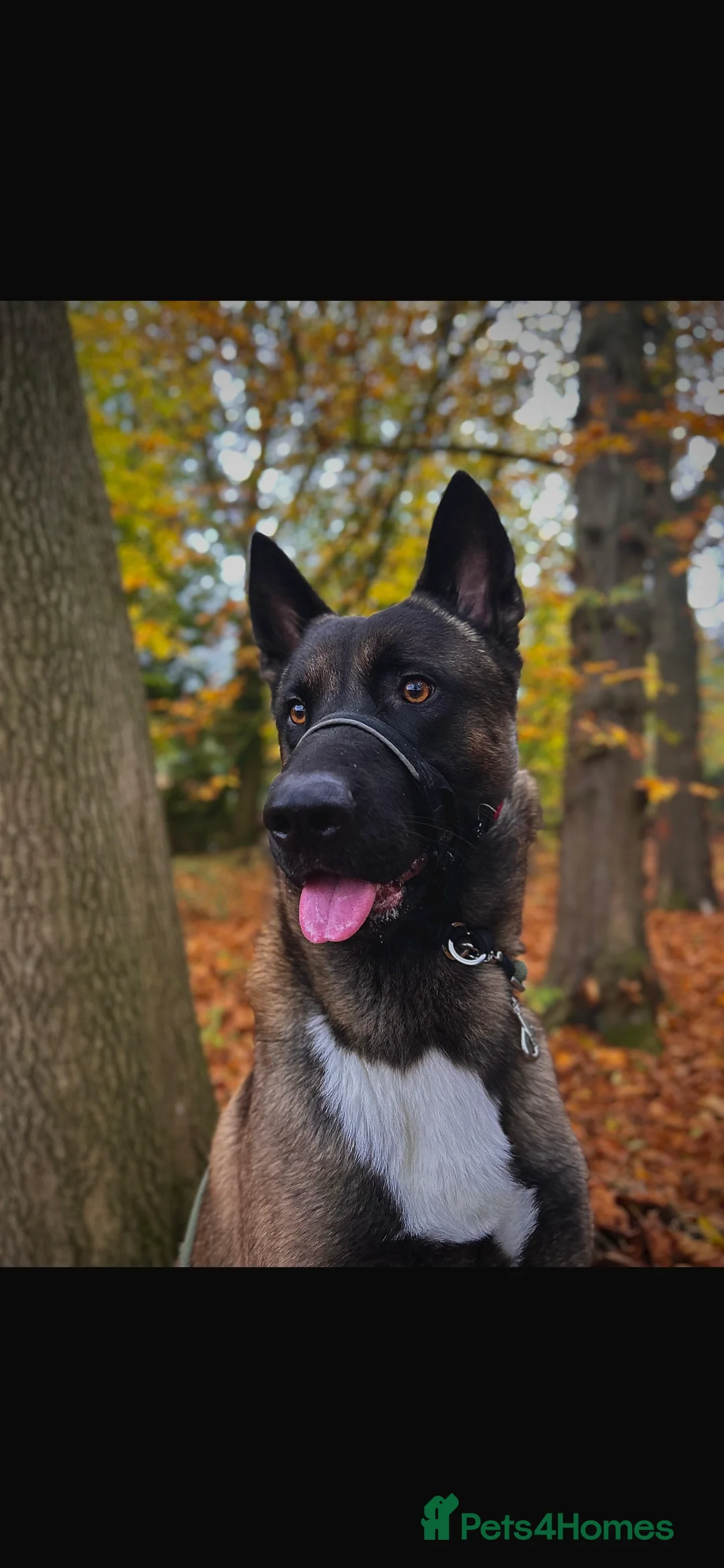 Belgian Shepherd Dog dogs for sale: Chase  - Advert 2