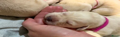 Labrador Retriever 5