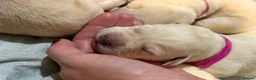 Labrador Retriever dogs for sale: Labrador puppies for sale  - Advert 5