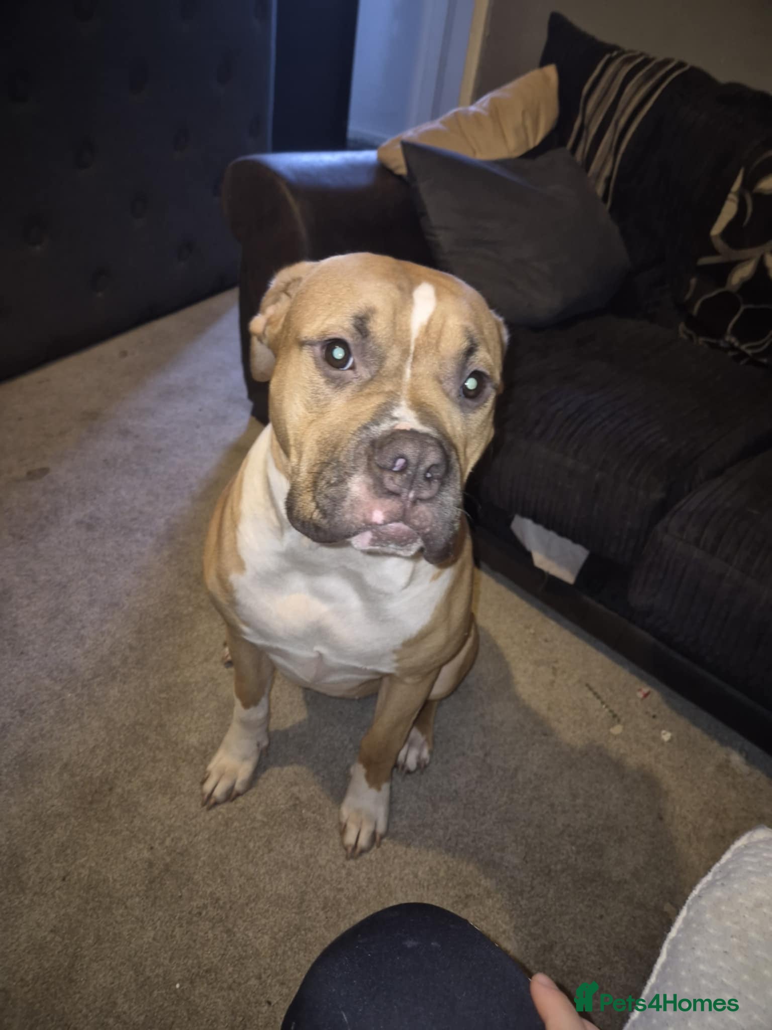 American Bully dogs American bully - Advert 2