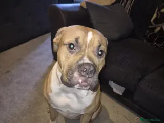 American Bully dogs American bully - Advert 2