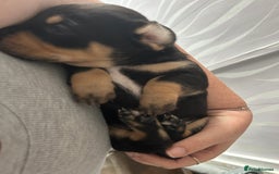 Mixed Breed dogs for sale: Husky cross dashound rare breed  - Image 16