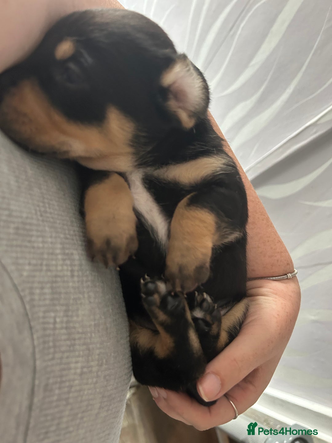 Mixed Breed dogs for sale: Husky cross dashound rare breed  - Image 16