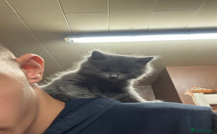 British Shorthair cats for sale - Advert 1