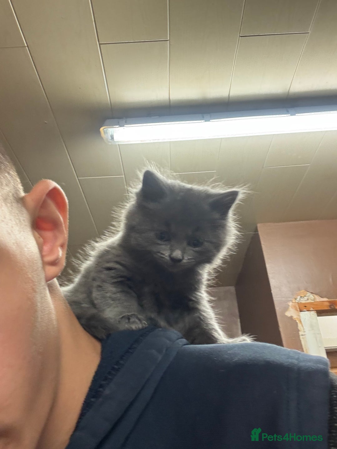 British Shorthair cats for sale: Kittens  - Image 1