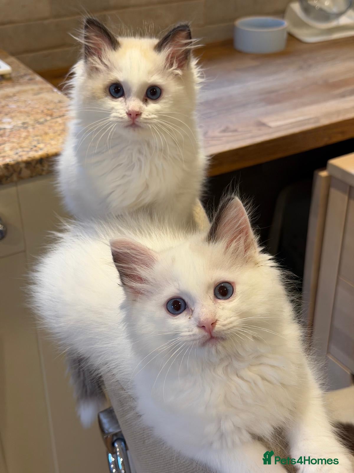 Ragdoll cats 2 Left🩵Beautiful Ragdolls Ready to Leave  - Advert 2