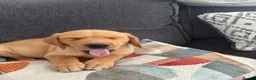 Labrador Retriever dogs for sale: Beautiful KC registered Labrador retriever puppies in Swansea - Advert 21