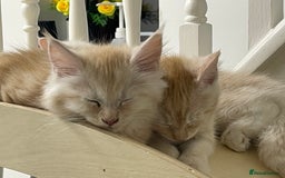 Maine Coon cats for sale: Maine Coon Cross Kittens 3 Girls , 2 Boys - Image 24