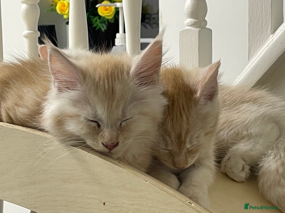 Maine Coon cats for sale: Maine Coon Cross Kittens 3 Girls , 2 Boys - Image 24