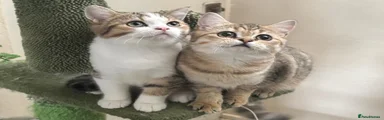 British Shorthair 6