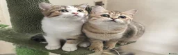 British Shorthair cats for sale: Full Pedigree Kittens available  - Advert 26