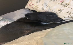 Mixed Breed dogs for sale: 7 Month old Corgipoo - Advert 4